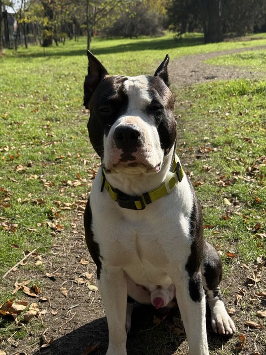 Предлагаю кобеля на вязку