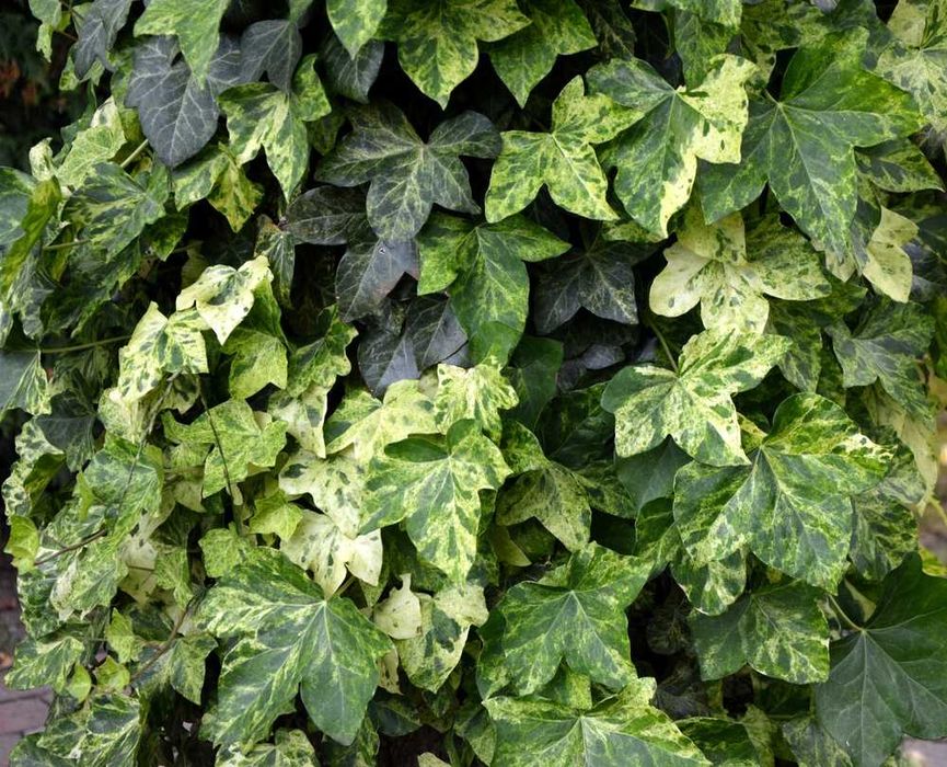 Bluszcz pospolity Profesor Seneta -Hedera Helix 02