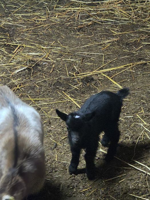 RESERVADA -Cabrita anã bebe