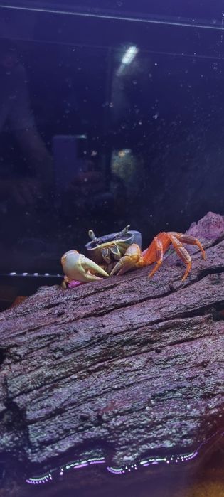 Krab tęczowy duży