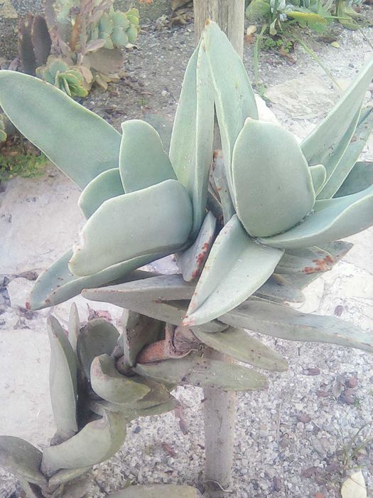 Vende suculentas e plantas variadas