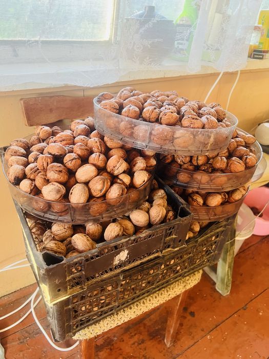 Продам горіх грецький