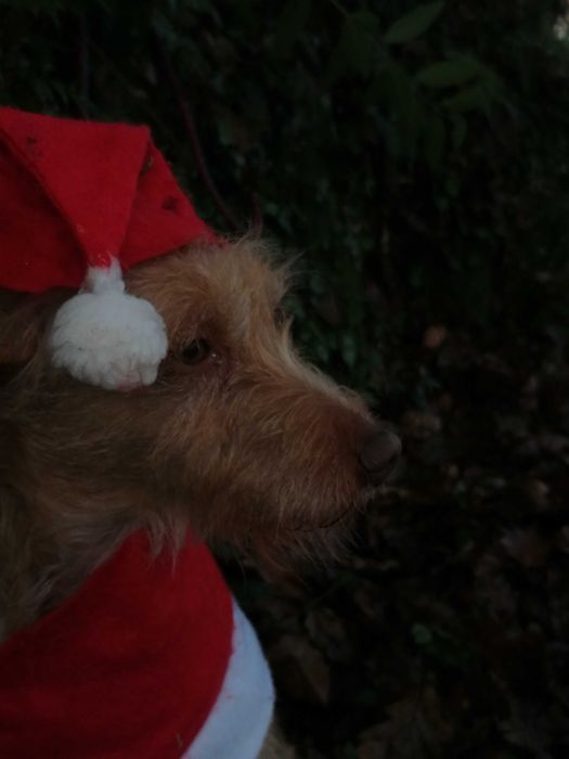 Ricky- cão para adoção responsável