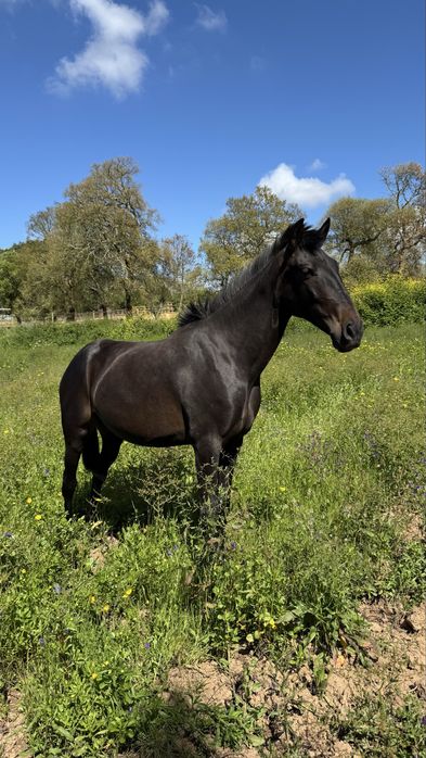 Éguas puro sangue lusitano