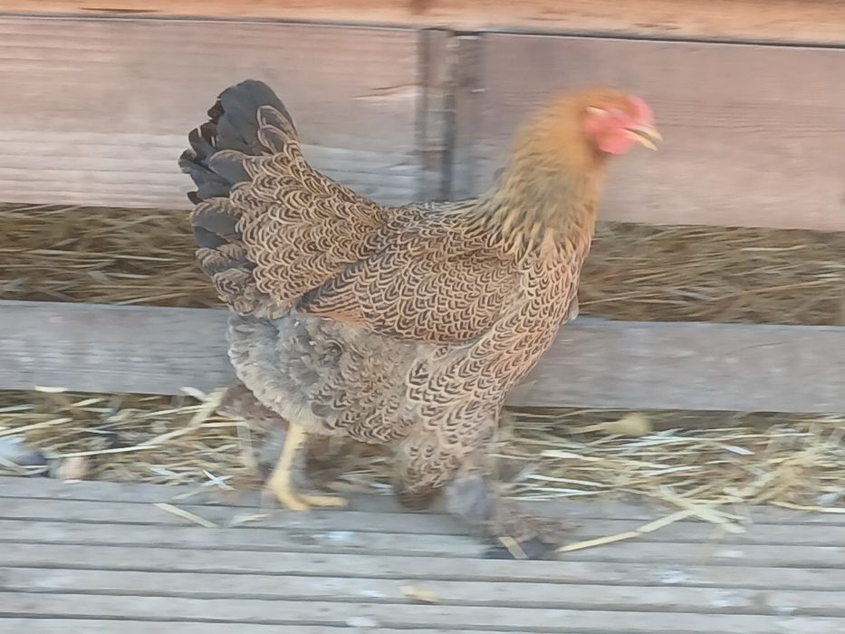 Brahmas Perdiz Dourado  e  Brahma Pedrês Barrado Grande Porte