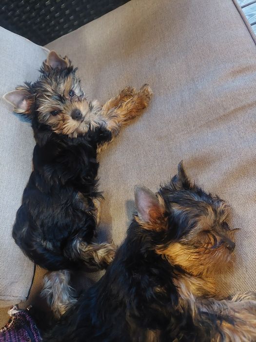 Yorkshire terrier