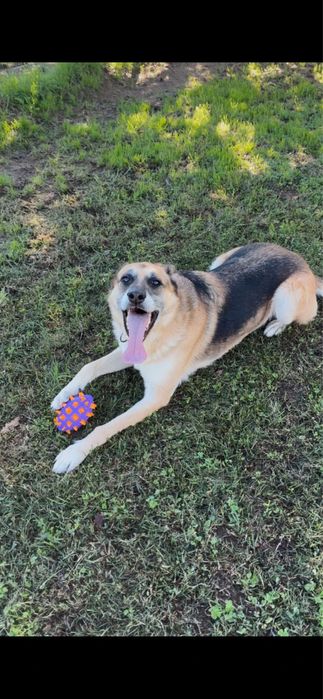 Nala, pastora alemã para adoção responsável