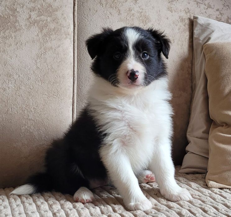 Border Collie piesek