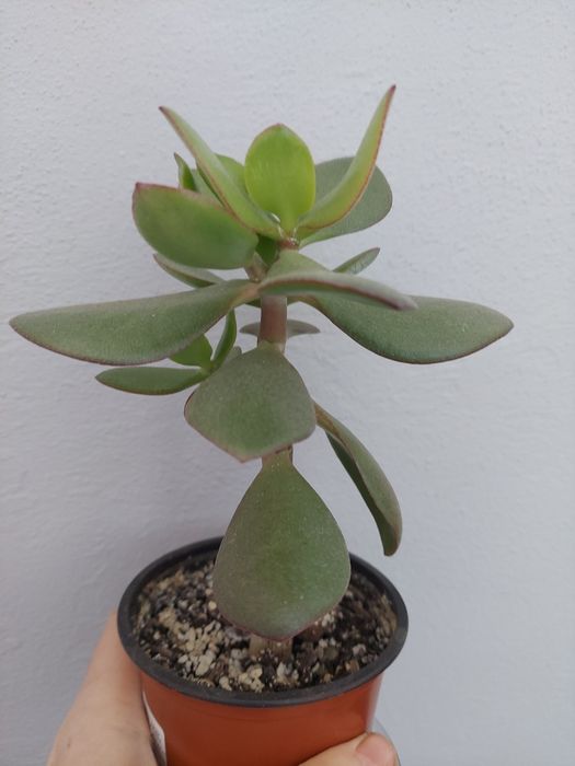 Crassula, денежное дерево