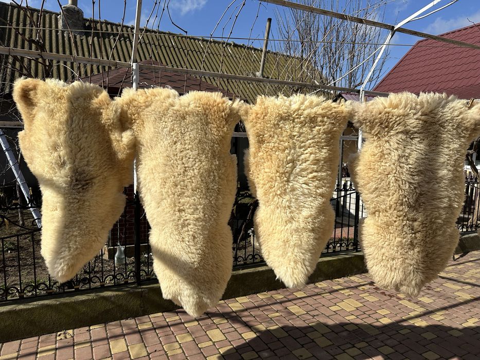 Овечі шкурки натуральні