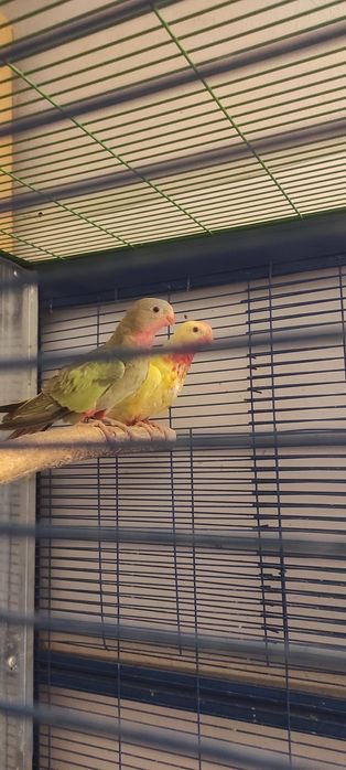 Księżniczka Walii samiec i samica z 2025 roku