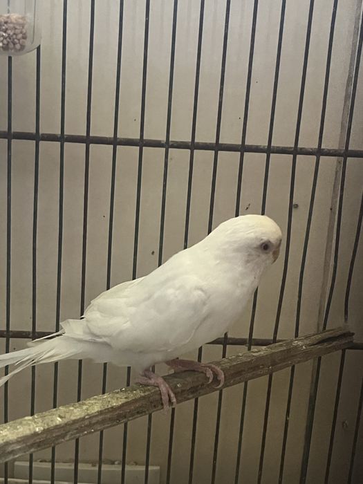 Periquita fêmea albina