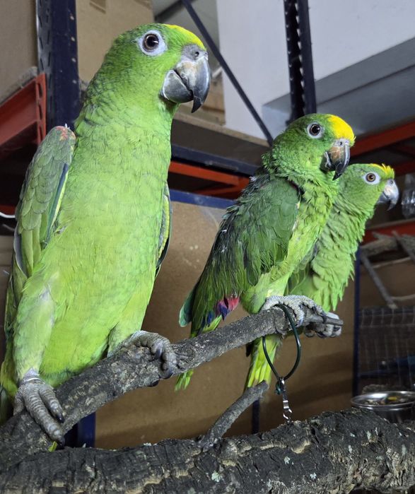 Papagaios diversas espécies