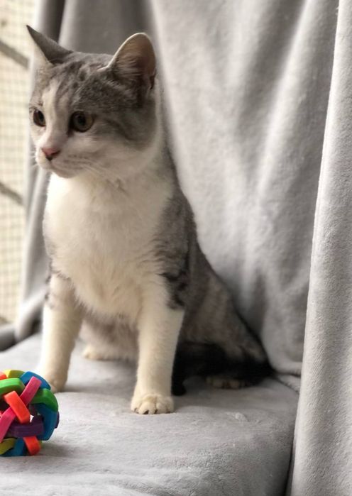 Котик 1,5 года в семью бесплатно