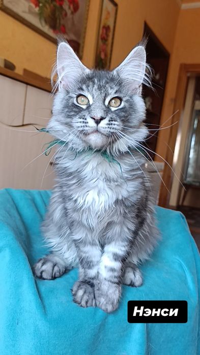 Котята породы Мейн Кун