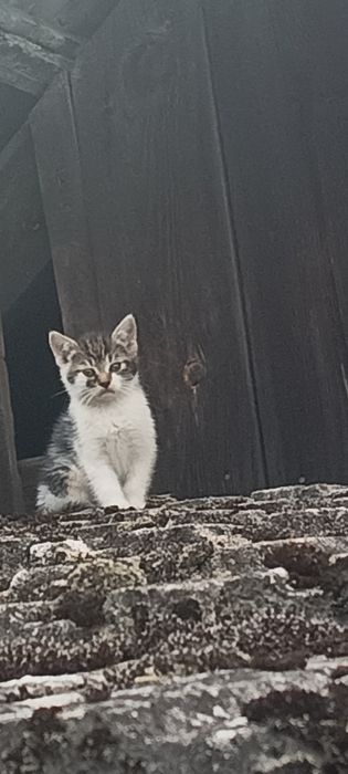 Koty do adopcji samodzielnie