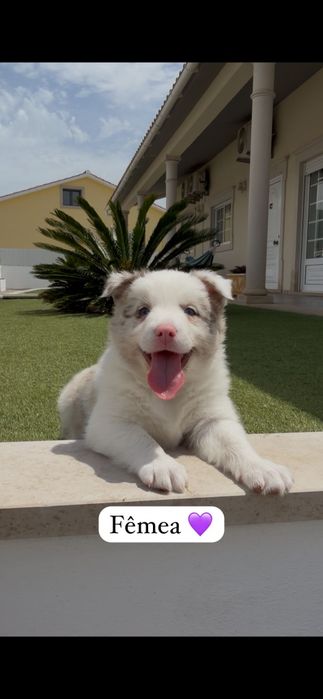 Border collie fêmea