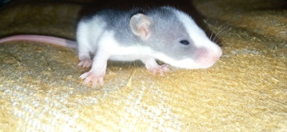 Криси породи "дамбо"