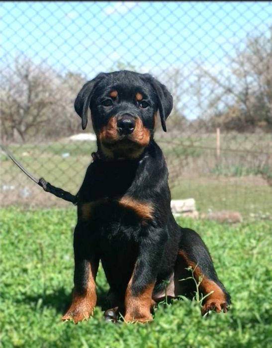 Ротвейлер щенки.