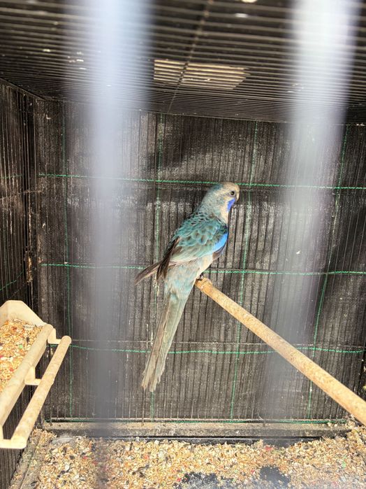Vendo rosela azul