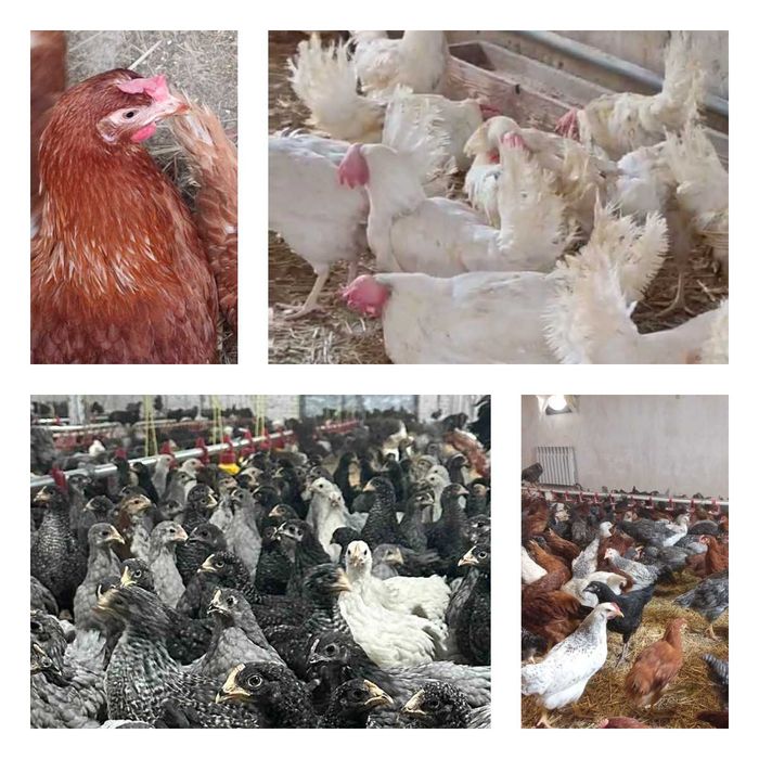 Продам кури несушки! Доставка безкоштовна. Семенівка Чернігивська обл!