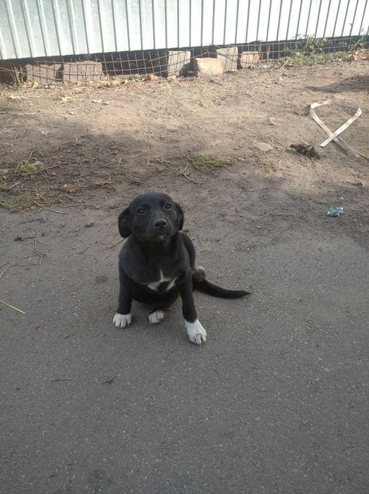цуценята в добрі руки