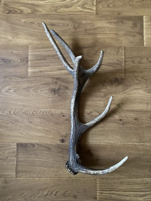 Poroże,zrzuty,jelen