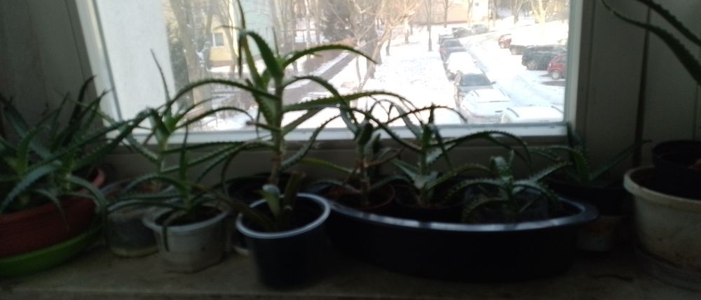 Aloes drzewiasty ponad roczne i starsze dużo leczniczy