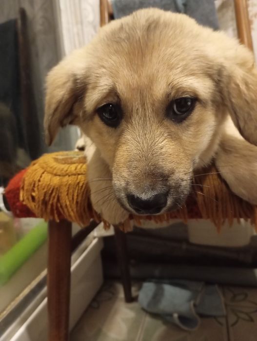 Щенки в добрые руки