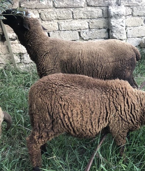 Carneiros - Cordeiros - Animais de Quinta