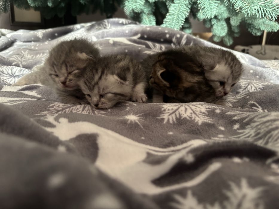 Чистокровні дітки