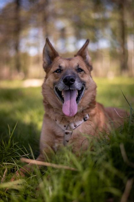 Irys - pilnie potrzebuje dobrego człowieka ADOPCJA