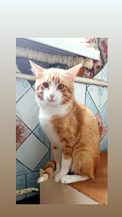 Отдам рыже-белого кота, 2 года