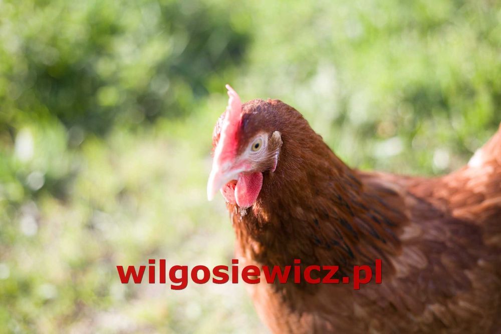 Kury kokoszki nioski Rosa na wybieg odchowana