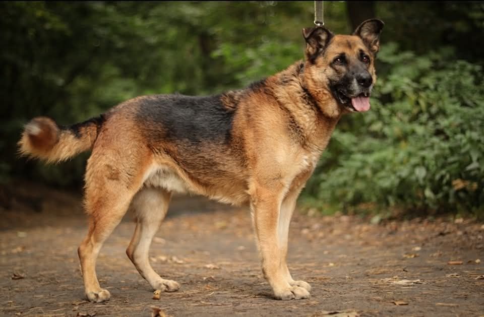 Dostojny pies w typie  ON szuka domu / do adopcji