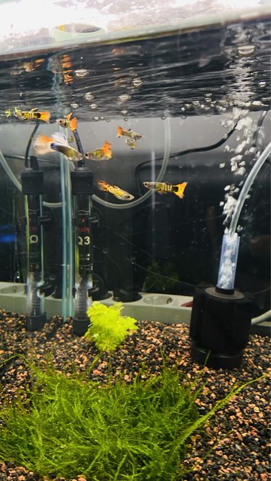 Guppys Macho/ Femea