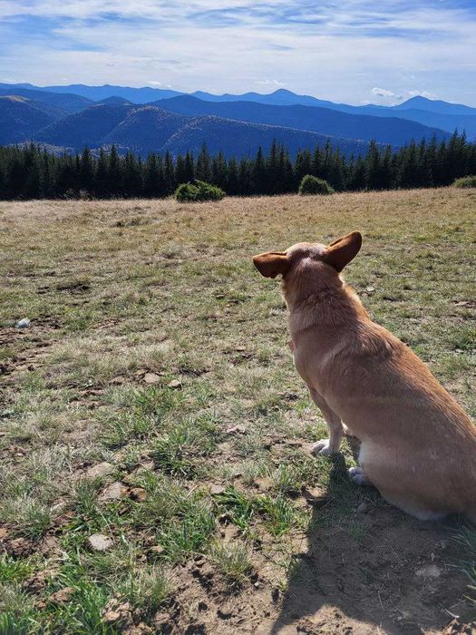 Джип Тур, Off Road, Джипінг - Микуличин