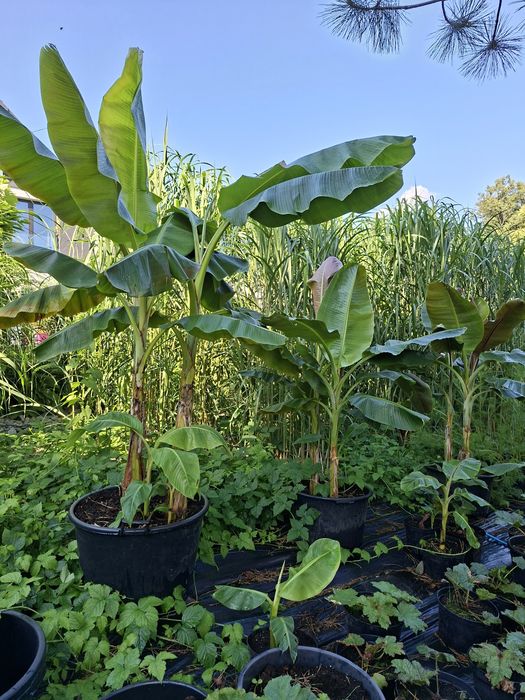 Bananowiec musa balbisiana sikkimensis thomsoni basjoo  manicata