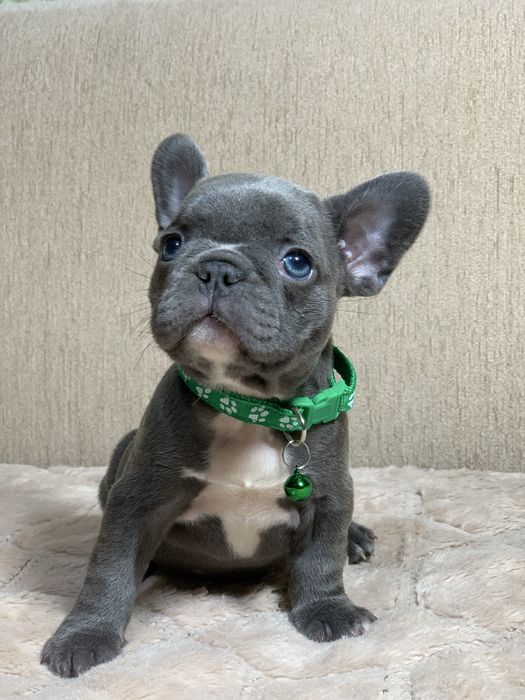 Французький бульдог . Мініатюрні діамантики