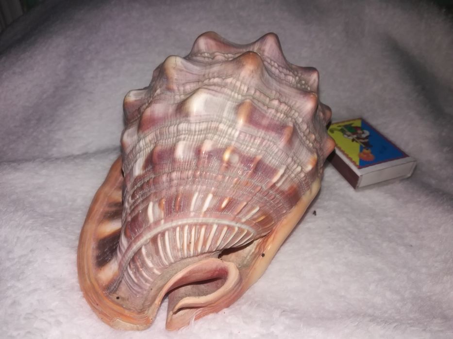 Продам мушлі (ракушки) океанічні, великі