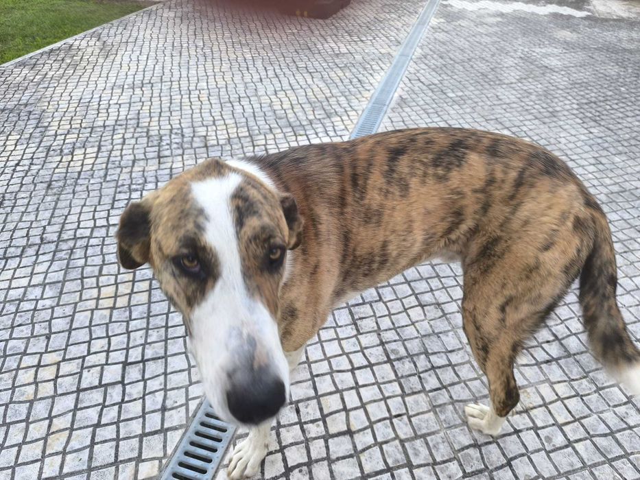 Dá-se 2 cães arraçados de Rafeiro Alentejano