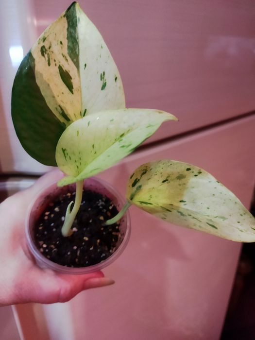 Сортовые эпипремнум, сциндапсусы.