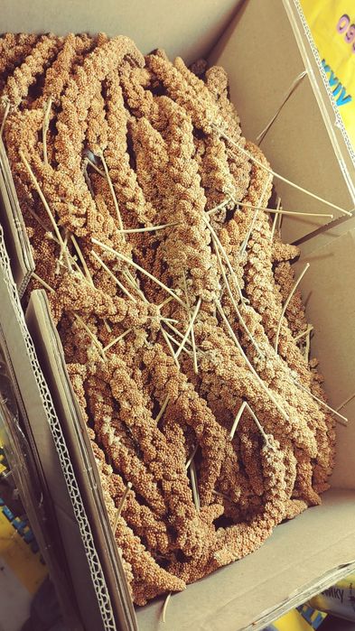 Чуміза для папуг і гризунів чумища колоски  корм для пташок волнистик