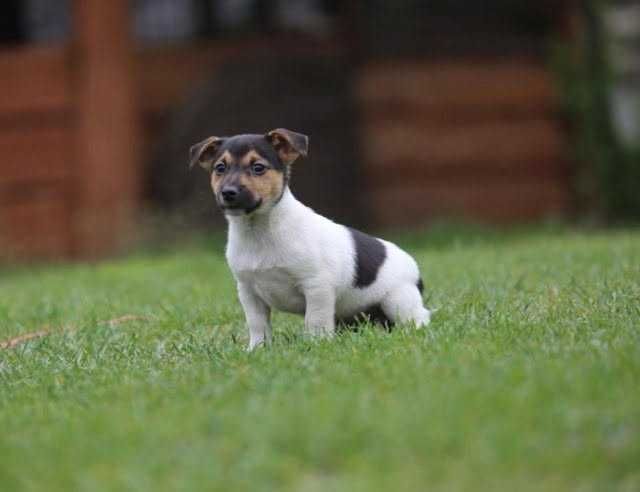 Jack Russel Terrier szczeniak