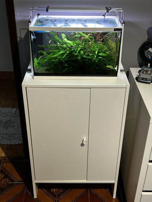 Aquario 20L Plantado de Camaroes