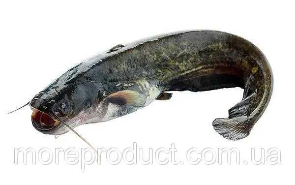 Сом річковий з Вилкове, с\г, не потрошений, 3-10 кг тушка