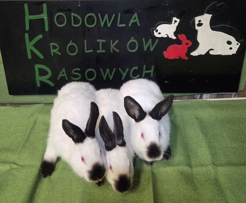 Kalifornijski czarny
