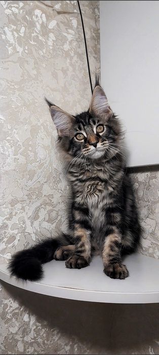 Ласкава чистокровна мейн-кун