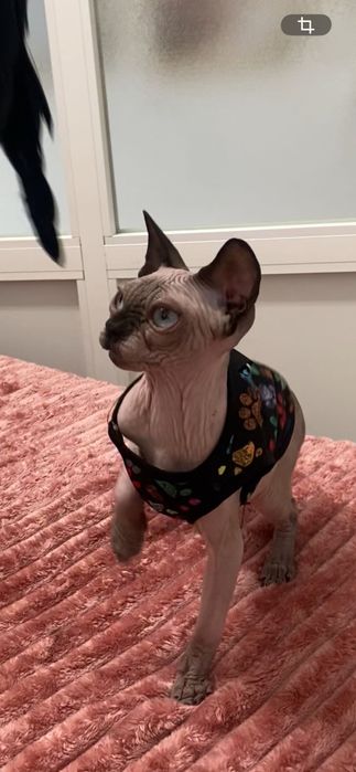 Sphynx macho siamês