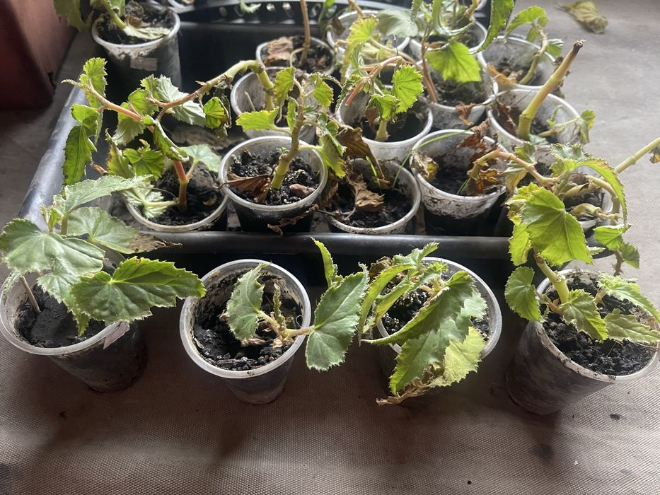 Саджанеці.  слива пізня . Роза